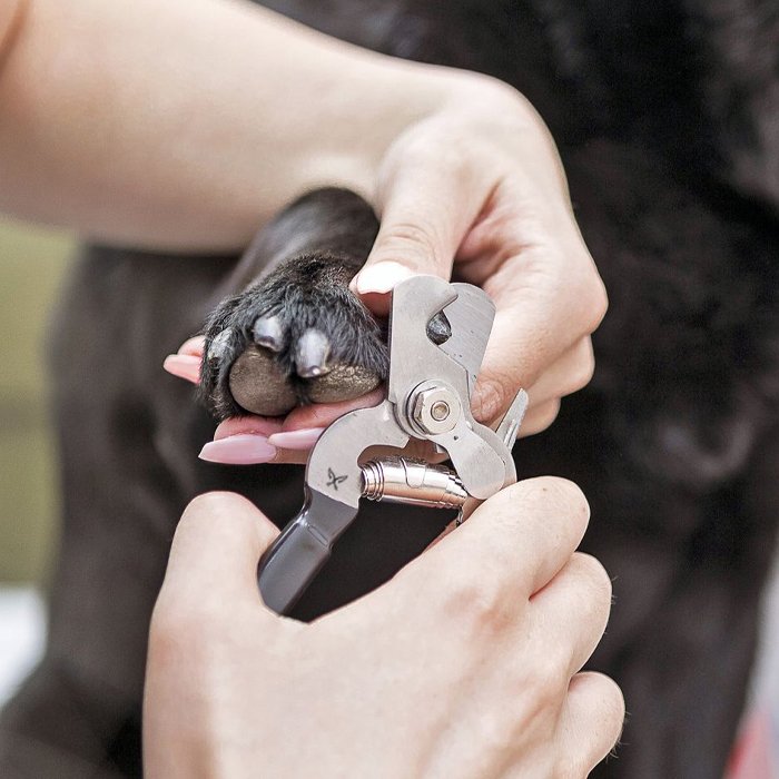 Veterinary Instruments
